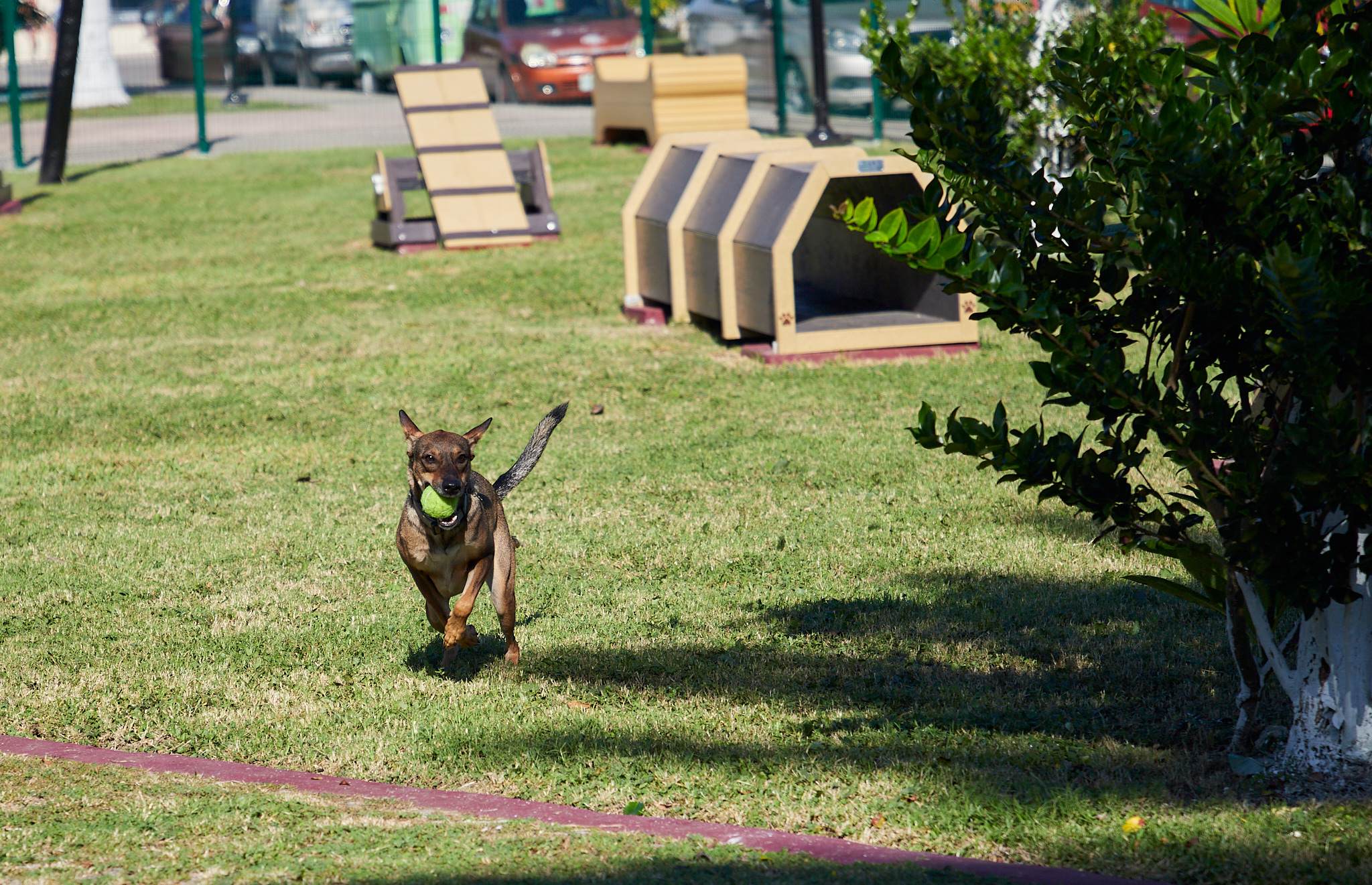 Parques de entrenamiento canino, ¿cómo son?, funciones y características –  Junquero