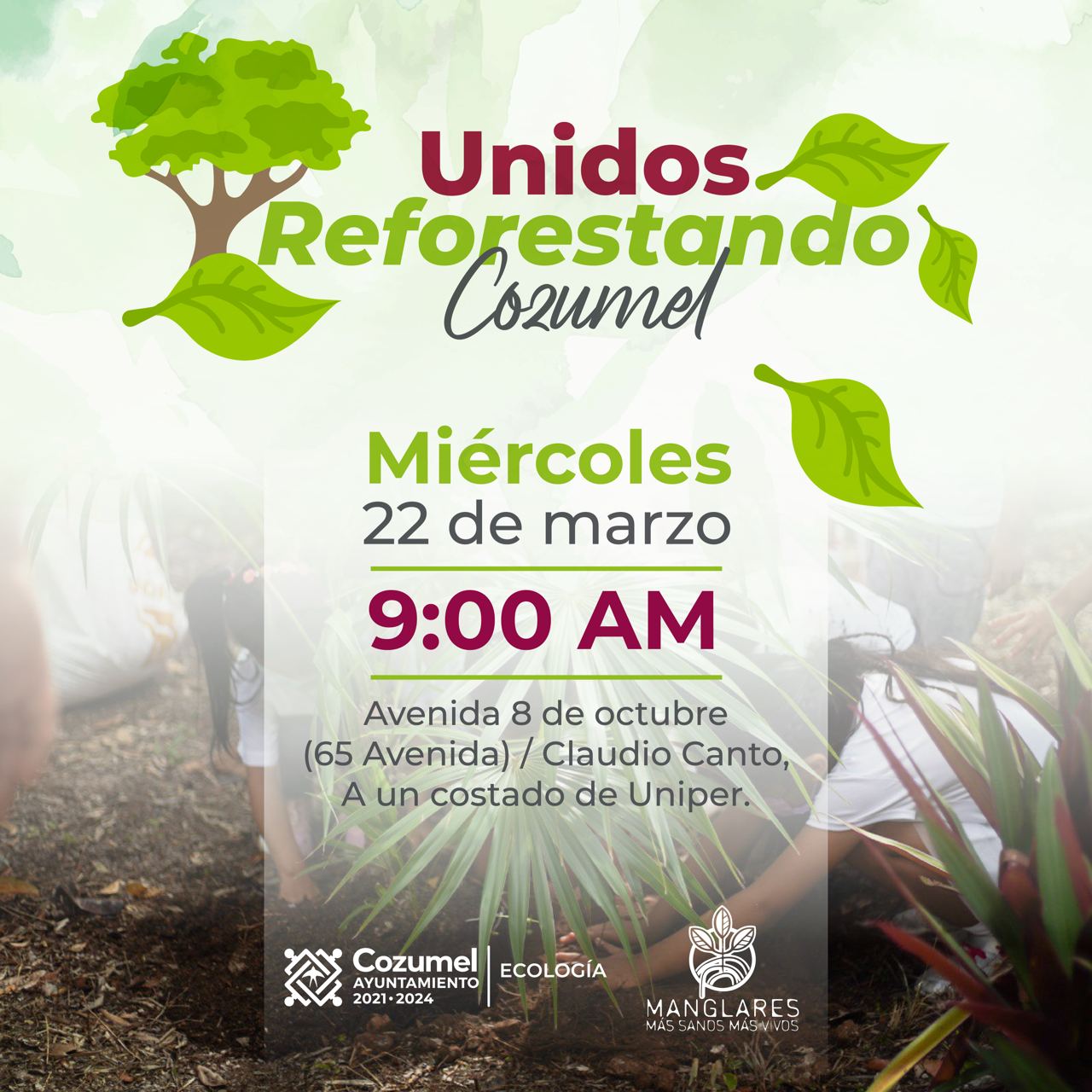 GOBIERNO DE JUANITA ALONSO DA CONTINUIDAD AL PROGRAMA “UNIDOS REFORESTANDO  COZUMEL” - Ayuntamiento de Cozumel